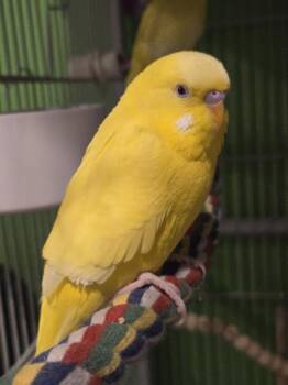 Caraxes and Syrax -  Parakeet Bird for Adoption in Bellingham, Washington - Caraxes And Syrax | PetCurious