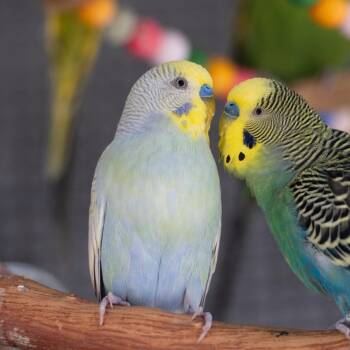 Parakeet Birds Available for Adoption in Kanab, Utah - Gimlet | PetCurious