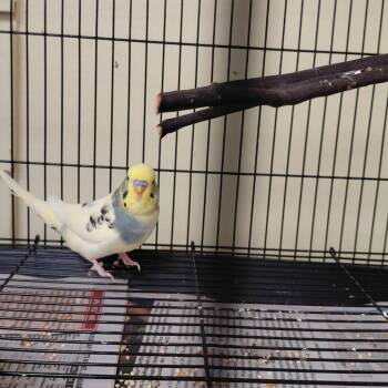 Parakeet Birds Available for Adoption - 07 | PetCurious