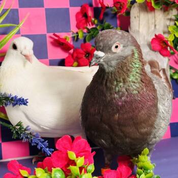Minnow & Phineas (married couple) -  Pigeon Bird for Adoption in Chicago, Illinois - Minnow & Phineas (married Couple) | PetCurious