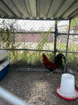 Chicken Birds Available for Adoption in Chico, California - Ketchup | PetCurious