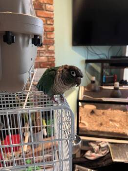 Conure Birds Available for Adoption - Titan | PetCurious