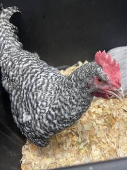 GEORGIO -  Chicken Bird for Adoption in Loveland, Colorado - GEORGIO | PetCurious