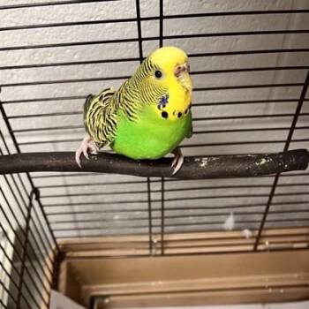 Parakeet #5 -  Parakeet Bird for Adoption in Wheaton, Illinois - Parakeet #5 | PetCurious