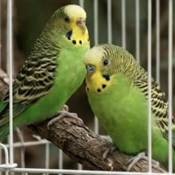 Swoosh & Alley-Oop -  Parakeet Bird for Adoption in Andover, Connecticut - Swoosh & Alley-Oop | PetCurious