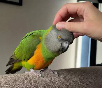 Petey -  Poicephalus Senegal Bird for Adoption in Branford, Connecticut - Petey | PetCurious