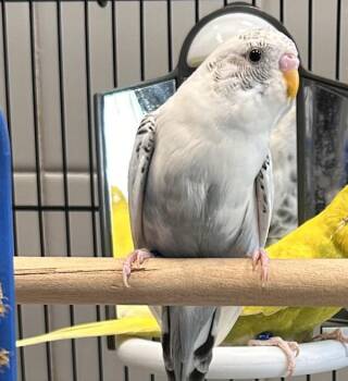 Parakeet Birds Available for Adoption in Des Moines, Iowa - Judy - Bonded Buddy With Tom | PetCurious