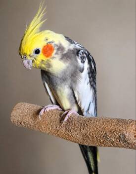 Hollis -  Cockatiel Bird for Adoption in Skyline, Minnesota - Hollis | PetCurious