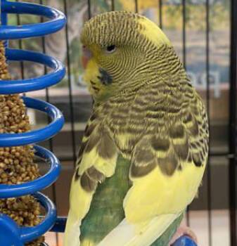 Parakeet Birds Available for Adoption in Bedford Hills, New York -  Kiwi Can