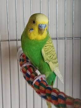 Budgie Budgerigar Birds Available for Adoption in Montreal, Quebec - Buba | PetCurious