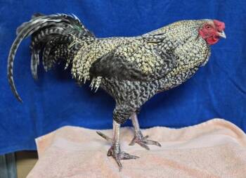 Chicken Birds Available for Adoption in Salinas, California - Golden Corral | PetCurious