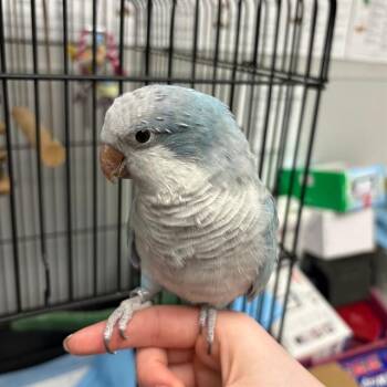 Conure Birds Available for Adoption - JUDE | PetCurious