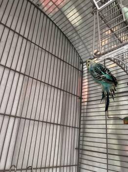 Fable -  Budgie Budgerigar Bird for Adoption in Pasco, Washington - Fable | PetCurious