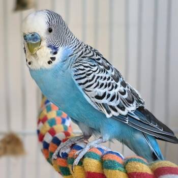 Parakeet Birds Available for Adoption in Kanab, Utah - Thanos | PetCurious