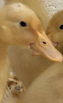 Dopey Duck -  Duck Bird for Adoption in Fairfax, Virginia - Dopey Duck | PetCurious