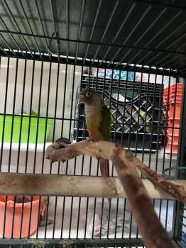 Conure Birds Available for Adoption in Pittsburgh, Pennsylvania - Daisy | PetCurious