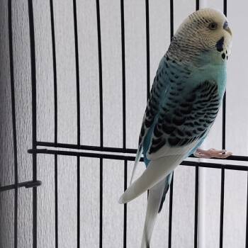 Blue -  Parakeet Bird for Adoption in Clearwater, Florida - Blue | PetCurious