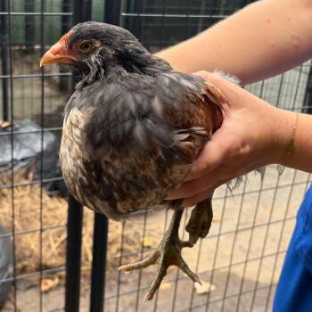 Meryl Cheep -  Chicken Bird for Adoption in West Olive, Michigan - Meryl Cheep | PetCurious