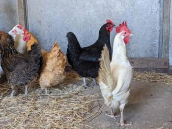 PASILLA -  Chicken Bird for Adoption in Santa Cruz, California - PASILLA | PetCurious
