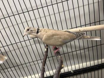 Bagpipe -  Dove Bird for Adoption in Stratham, New Hampshire - Bagpipe | PetCurious