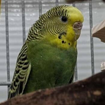 Parakeet Birds Available for Adoption in Kanab, Utah - Mariah | PetCurious