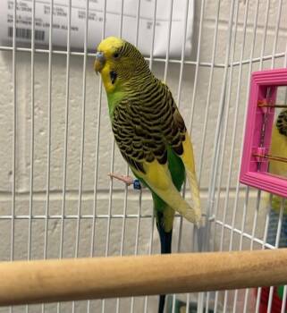 Parakeet Birds Available for Adoption in Peoria, Illinois - WORM | PetCurious