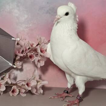 Chioni -  Pigeon Bird for Adoption in Chicago, Illinois - Chioni | PetCurious