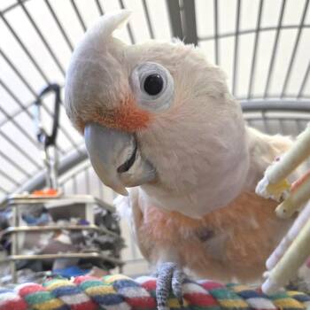 Pink Floyd -  Cockatoo Bird for Adoption in Kanab, Utah - Pink Floyd | PetCurious