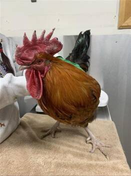 Chicken Birds Available for Adoption in Fairbanks, Alaska - MAKAR | PetCurious