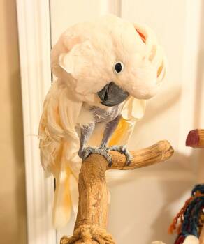 Cockatoo Birds Available for Adoption - Tinker | PetCurious