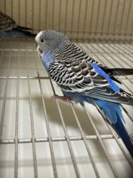 Budgie Budgerigar Birds Available for Adoption in Fairfax, Virginia - Pegasus | PetCurious