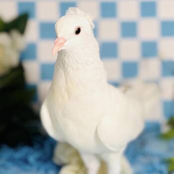 David Sierra -  Pigeon Bird for Adoption in Chicago, Illinois - David Sierra | PetCurious