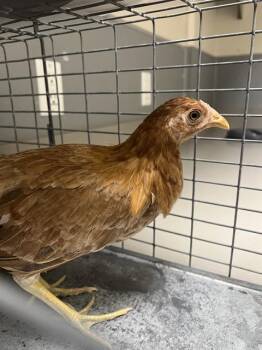 QUEEN -  Chicken Bird for Adoption in Las Vegas, Nevada - QUEEN | PetCurious