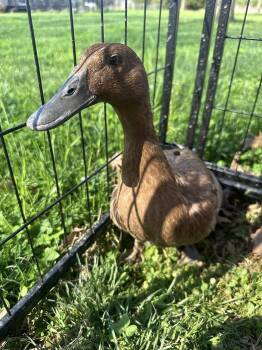 Duck Birds Available for Adoption in Lincoln University, Pennsylvania - Ginger | PetCurious