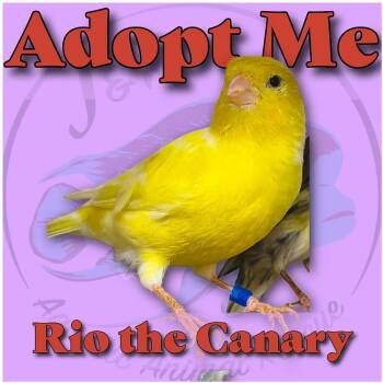 Rio the Yellow Canary -  Finch Bird for Adoption in Neenah, Wisconsin - Rio The Yellow Canary | PetCurious