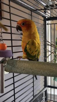 Conure Birds Available for Adoption - Rowan | PetCurious