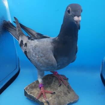 Stitch -  Pigeon Bird for Adoption in Chicago, Illinois - Stitch | PetCurious