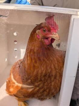 Chicken Birds Available for Adoption in Ontario, California - A008390 | PetCurious