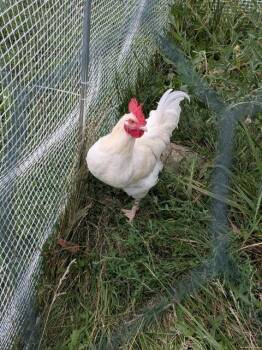 BIG MAN -  Chicken Bird for Adoption in St. Peters, Missouri - BIG MAN | PetCurious