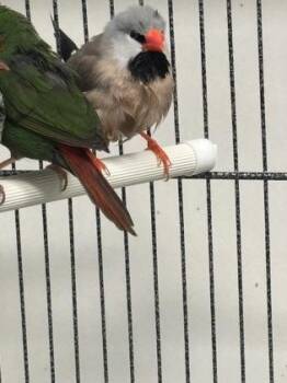 Yukon -  Finch Bird for Adoption in New Hope, Pennsylvania - Yukon | PetCurious