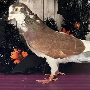 Werthers -  Pigeon Bird for Adoption in Chicago, Illinois - Werthers | PetCurious