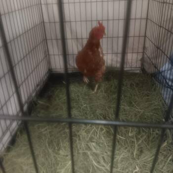 Chicken Birds Available for Adoption in St. Louis, Missouri - Chuckle | PetCurious