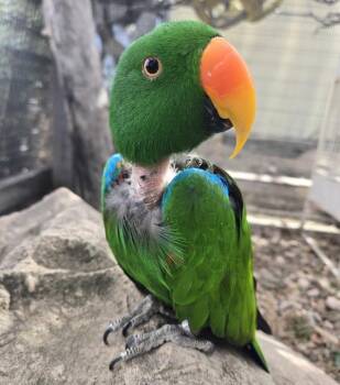 Eclectus Birds Available for Adoption in Elizabeth, Colorado - Arlo | PetCurious