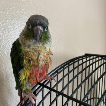 Buddy (Wasilla) -  Conure Bird for Adoption in Anchorage, Alaska - Buddy (Wasilla) | PetCurious