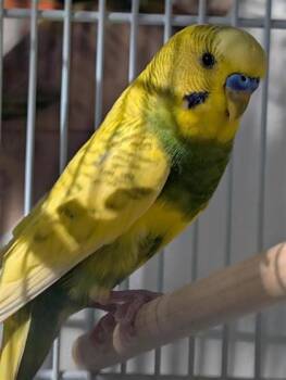 Poivron -  Parakeet Bird for Adoption in Montreal, Quebec - Poivron | PetCurious
