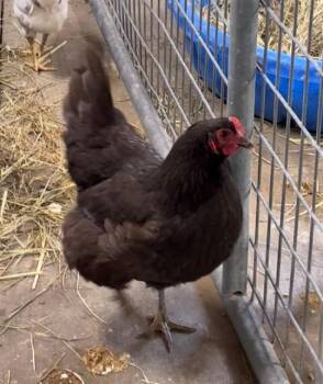 MAUREEN -  Chicken Bird for Adoption in Union, Missouri - MAUREEN | PetCurious