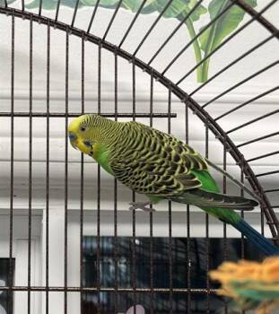 Naypyidaw -  Parakeet Bird for Adoption in Montreal, Quebec - Naypyidaw | PetCurious