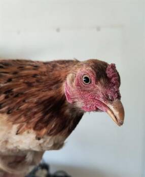 Chicken Birds Available for Adoption in Albuquerque, New Mexico - DOLLY PART-HEN | PetCurious