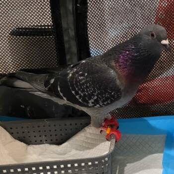 Darwin -  Pigeon Bird for Adoption in Chicago, Illinois - Darwin | PetCurious