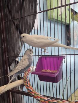 Feather Fawcett & Egg Sheeran -  Parakeet Bird Available for Adoption in New Westminster, British Columbia - Feather Fawcett & Egg Sheeran | PetCurious
